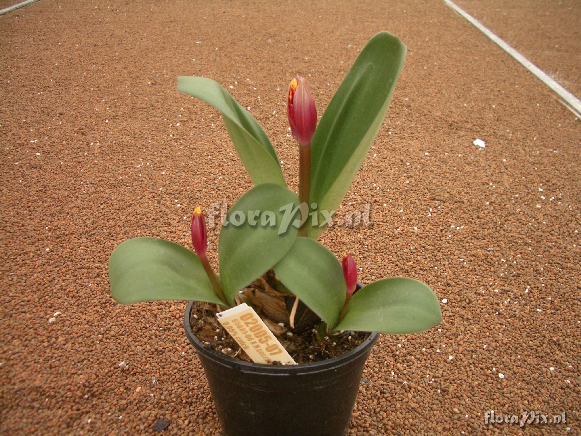 Haemanthus 