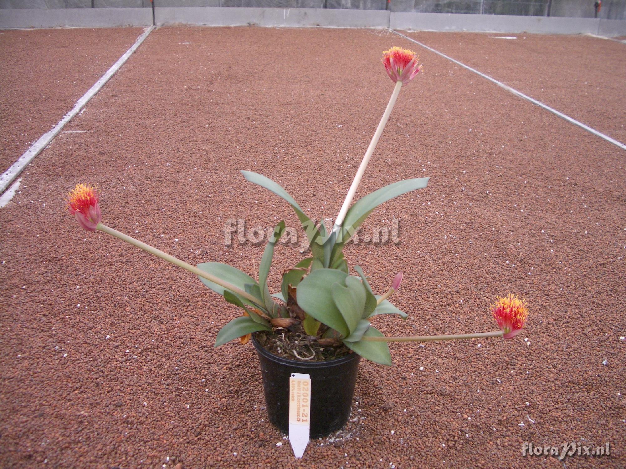 Haemanthus 