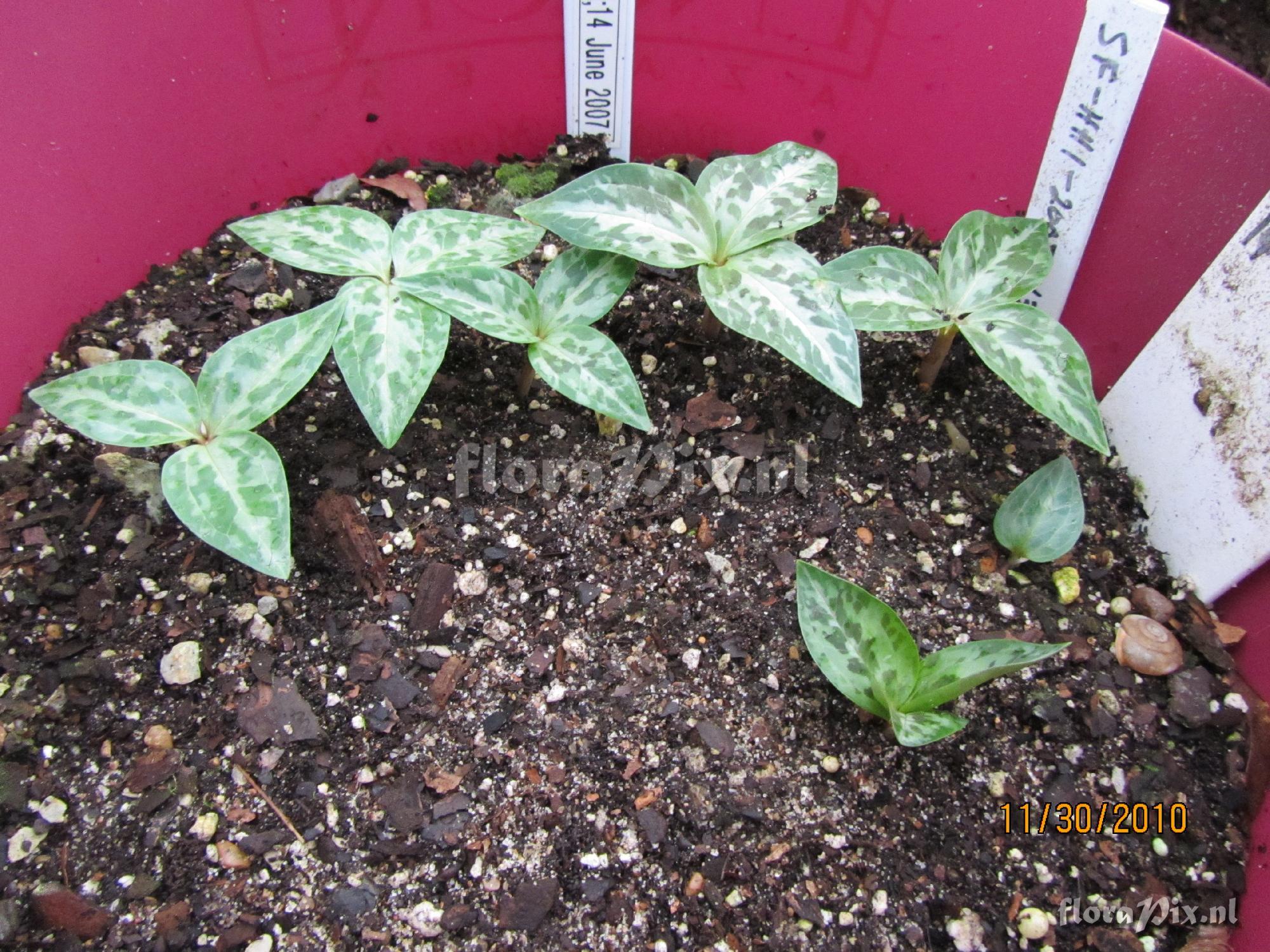 Trillium underwoodii