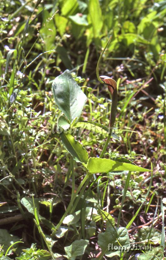 Pinellia ternata