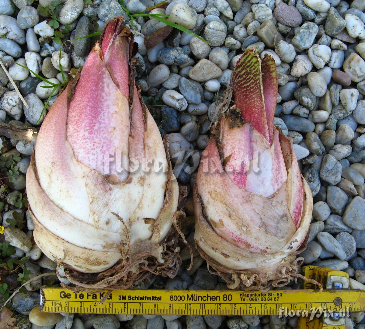 Haemanthus namaquensis