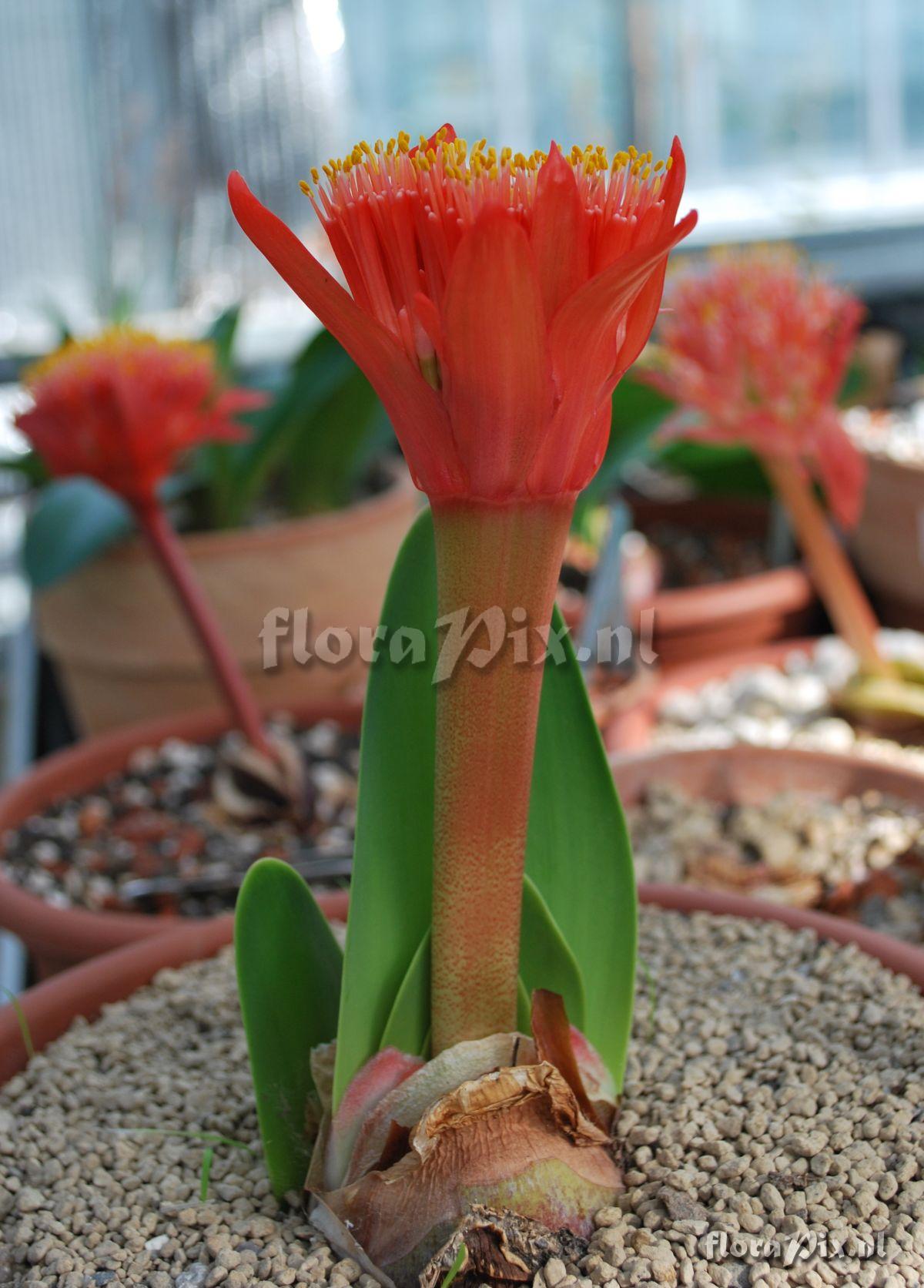 Haemanthus namaquensis