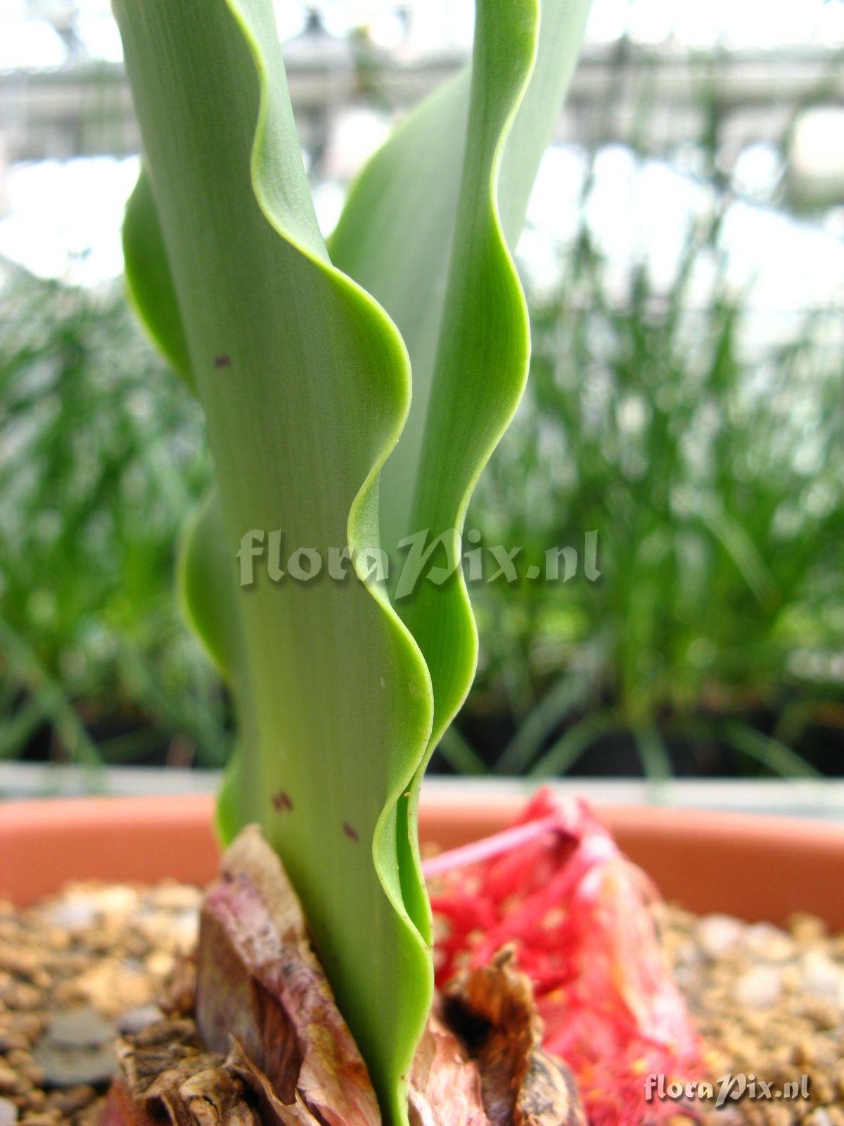 Haemanthus namaquensis