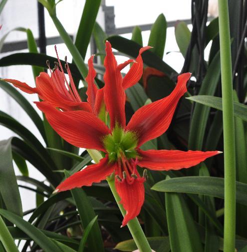 Hippeastrum aulicum