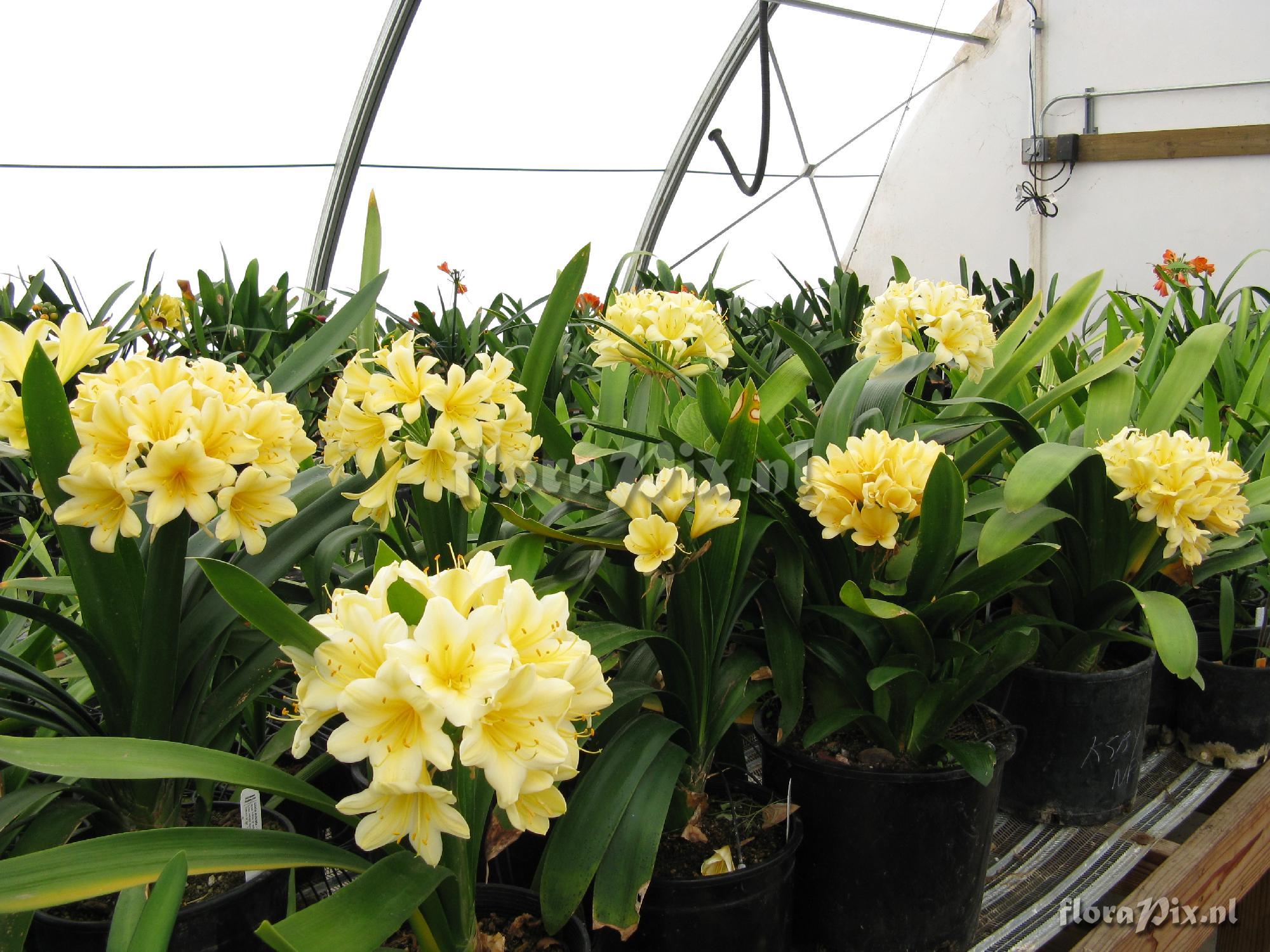 Clivia miniata