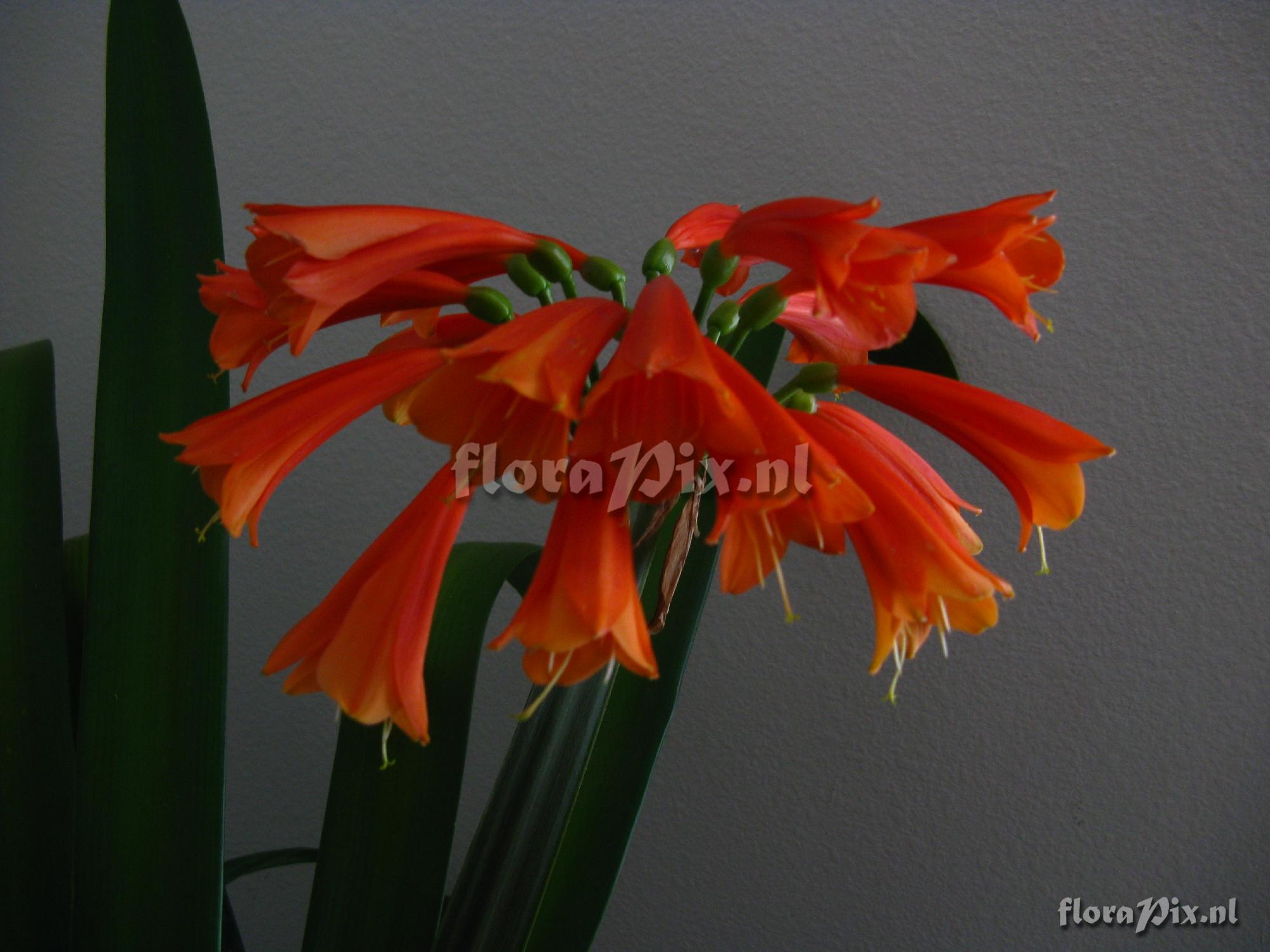 Clivia interspecfic 