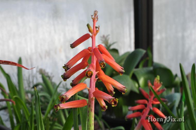 Lachenalia bulbifera