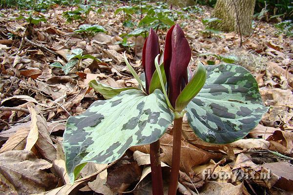 Trillium maculatum