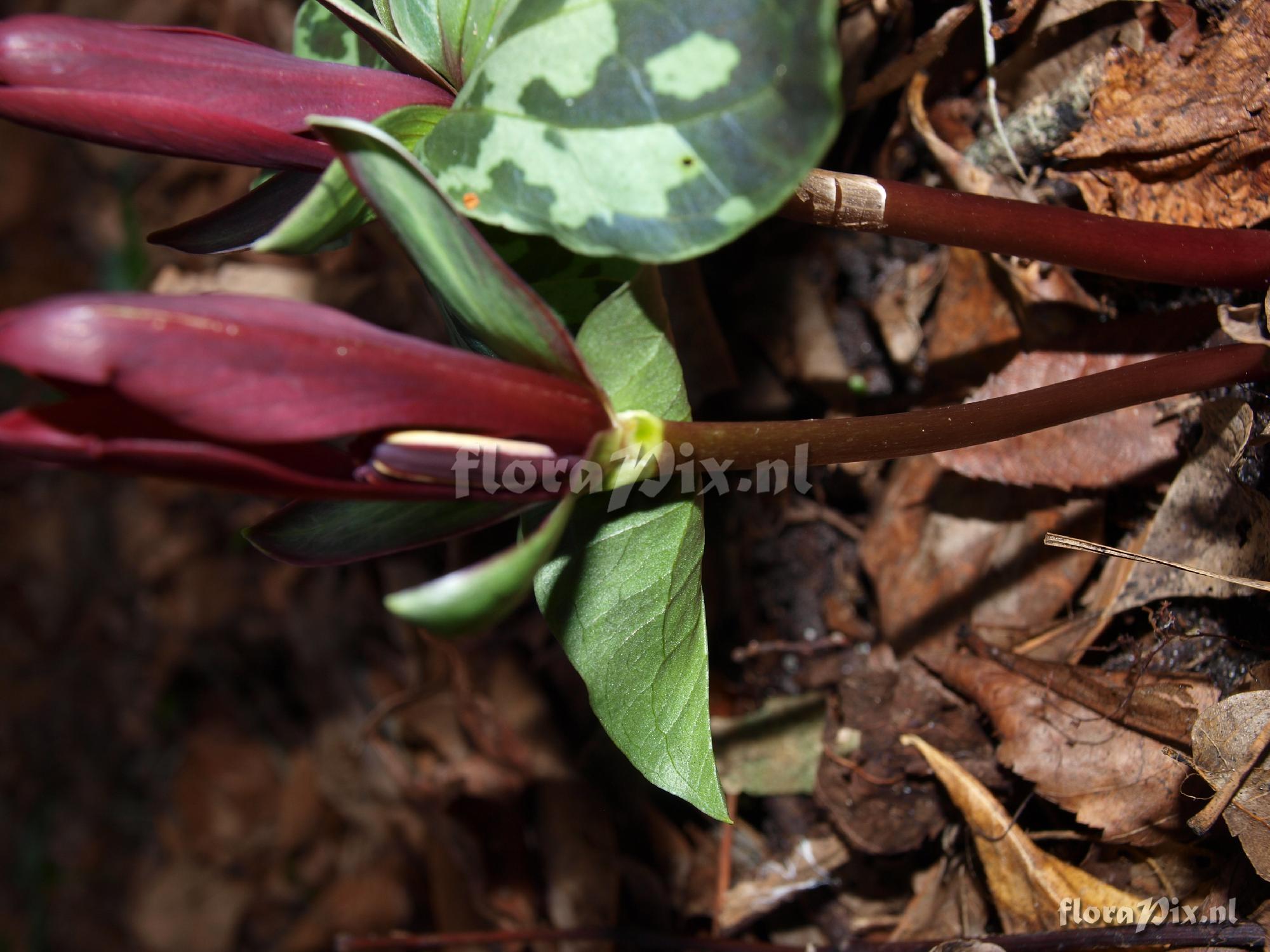 Trillium maculatum