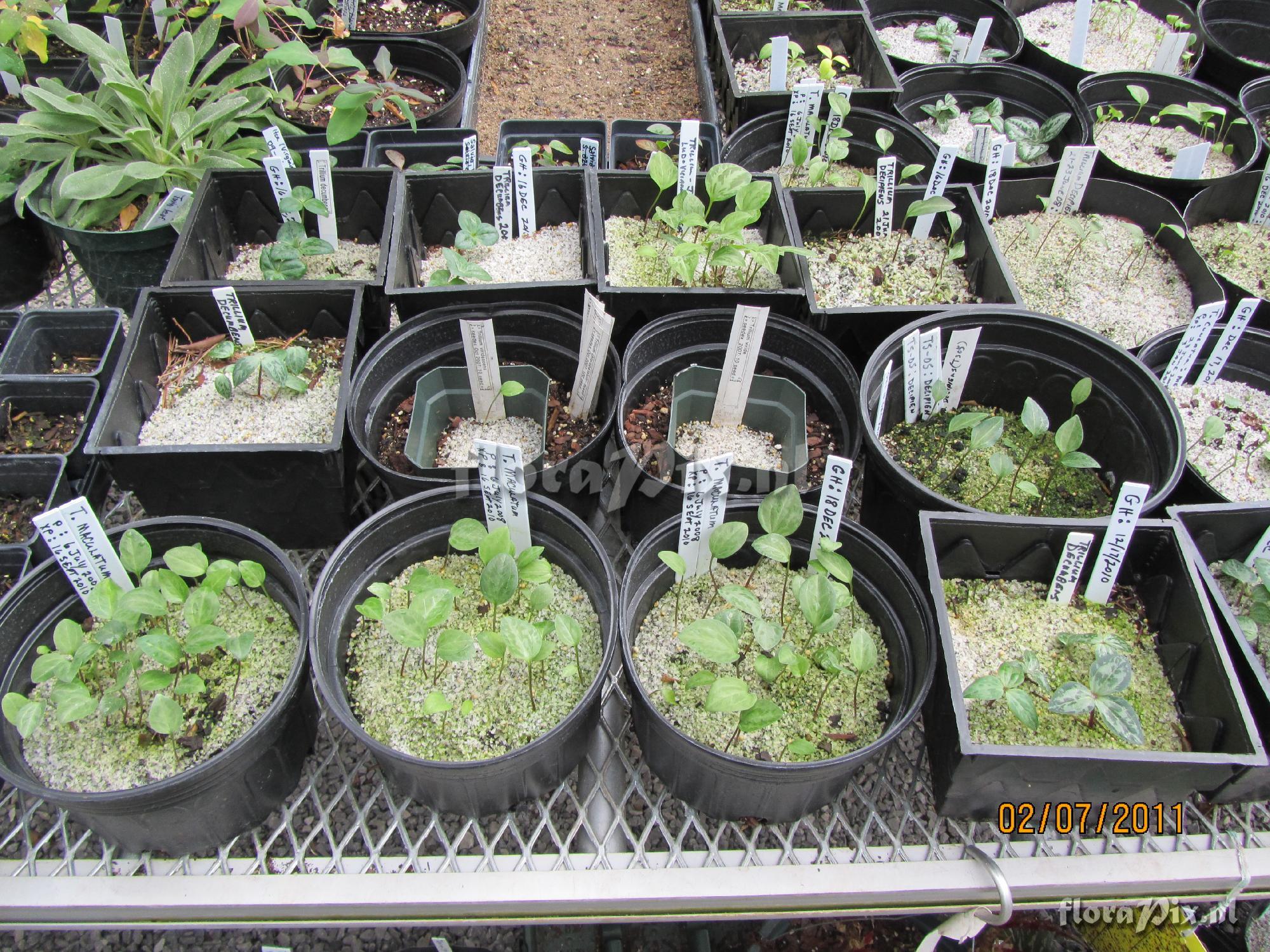 Trillium seedlings