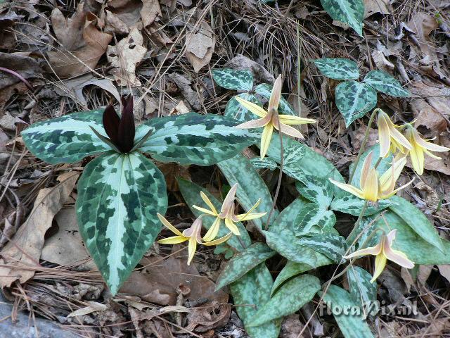 Trillium underwoodii 