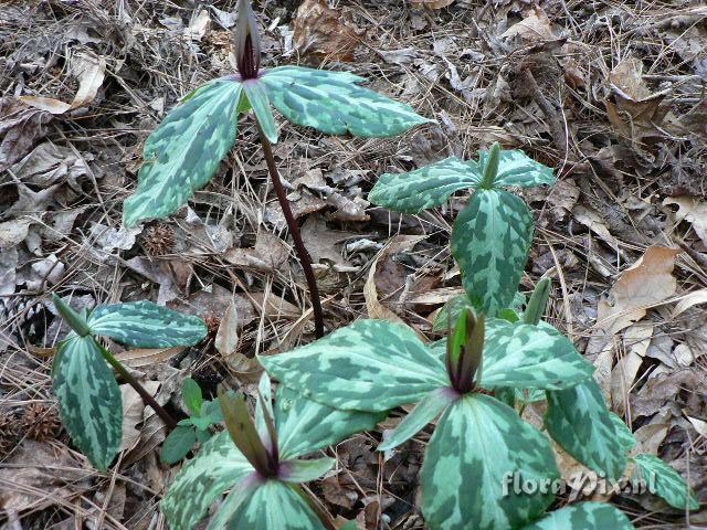 Trillium ludovicianum