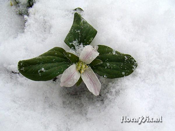 Trillium nivale