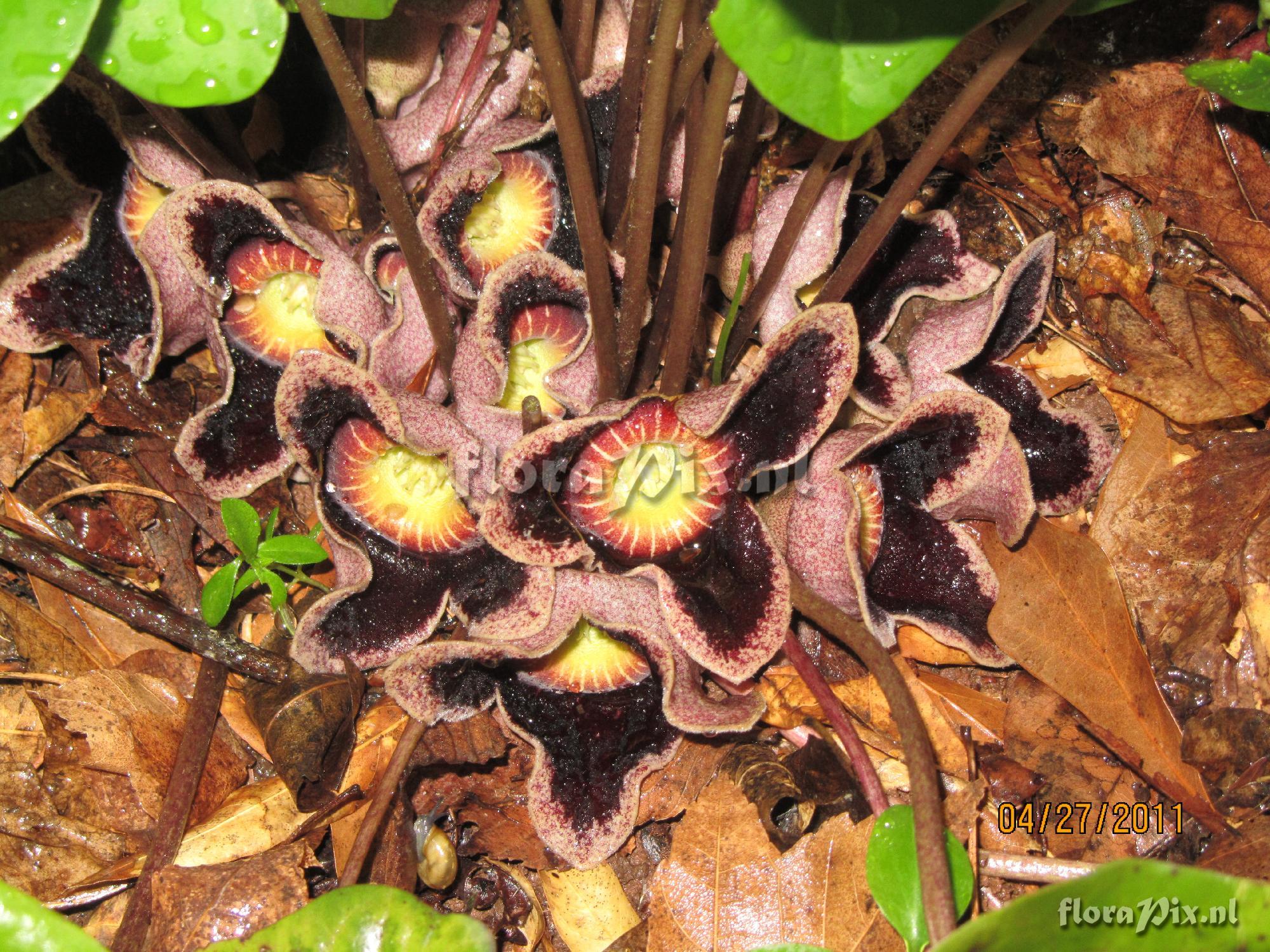 Hexastylis (Asarum) speciosa "Woodlanders Select"