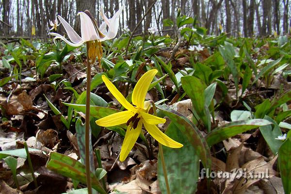 Erythronium americanum & albidum