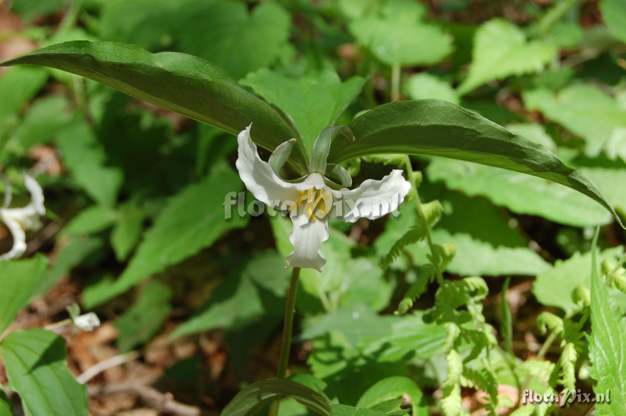 Trillium sp