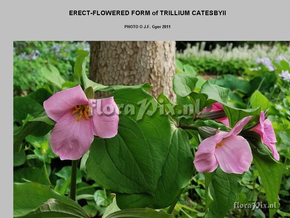 Trillium catesbyii