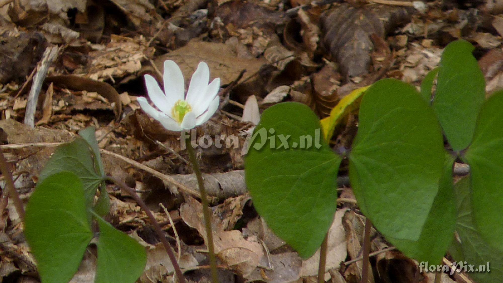 Jeffersonia dyphyllum