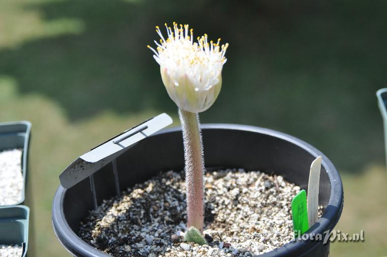 Haemanthus humilis hirsutus