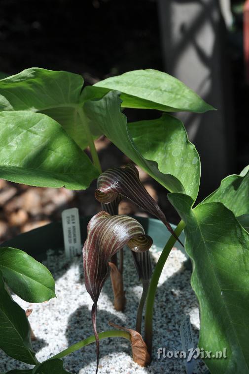 Arisaema fargesii