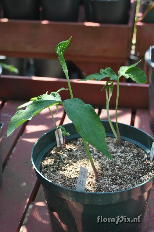 Arisaema yunnanense aridum