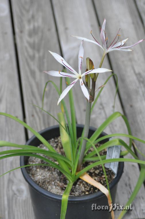 Crinum razafindratsiraea