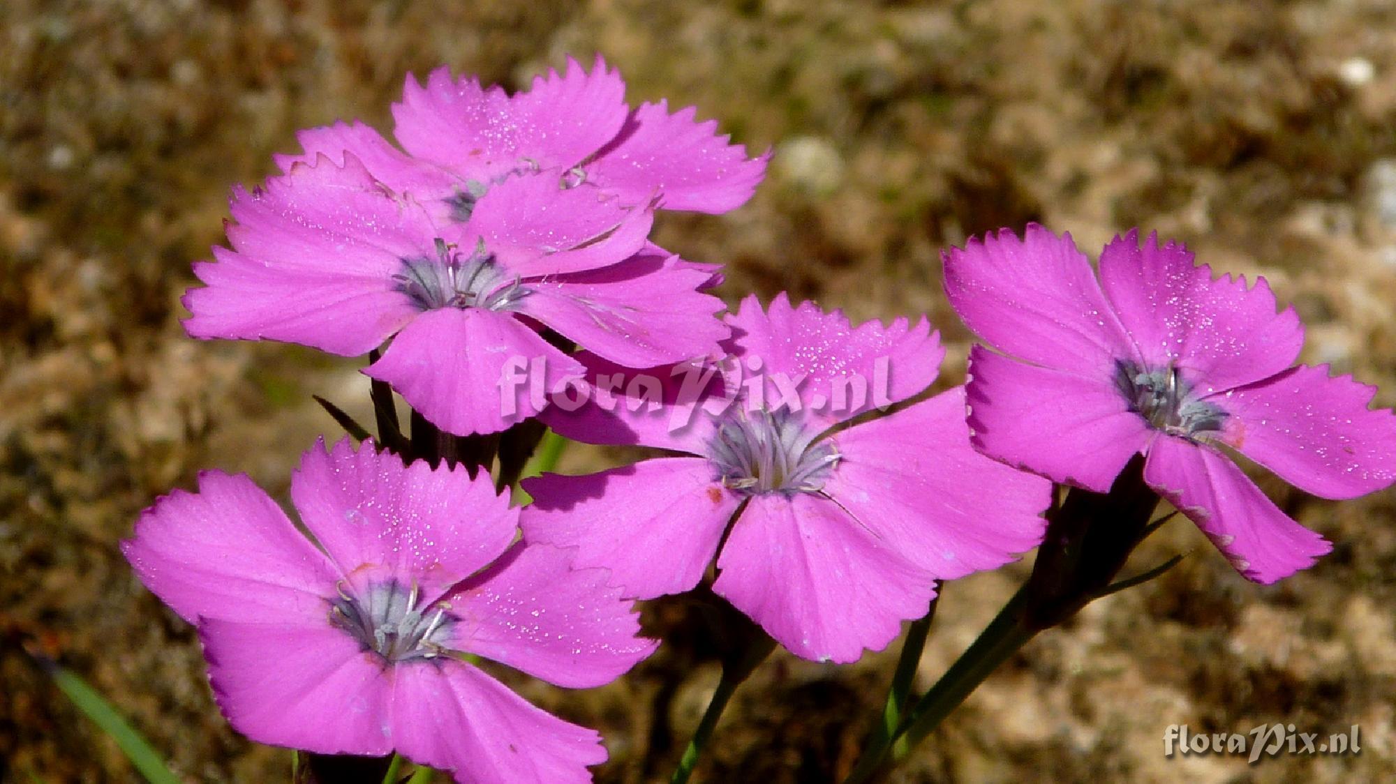 Dianthus pavonius