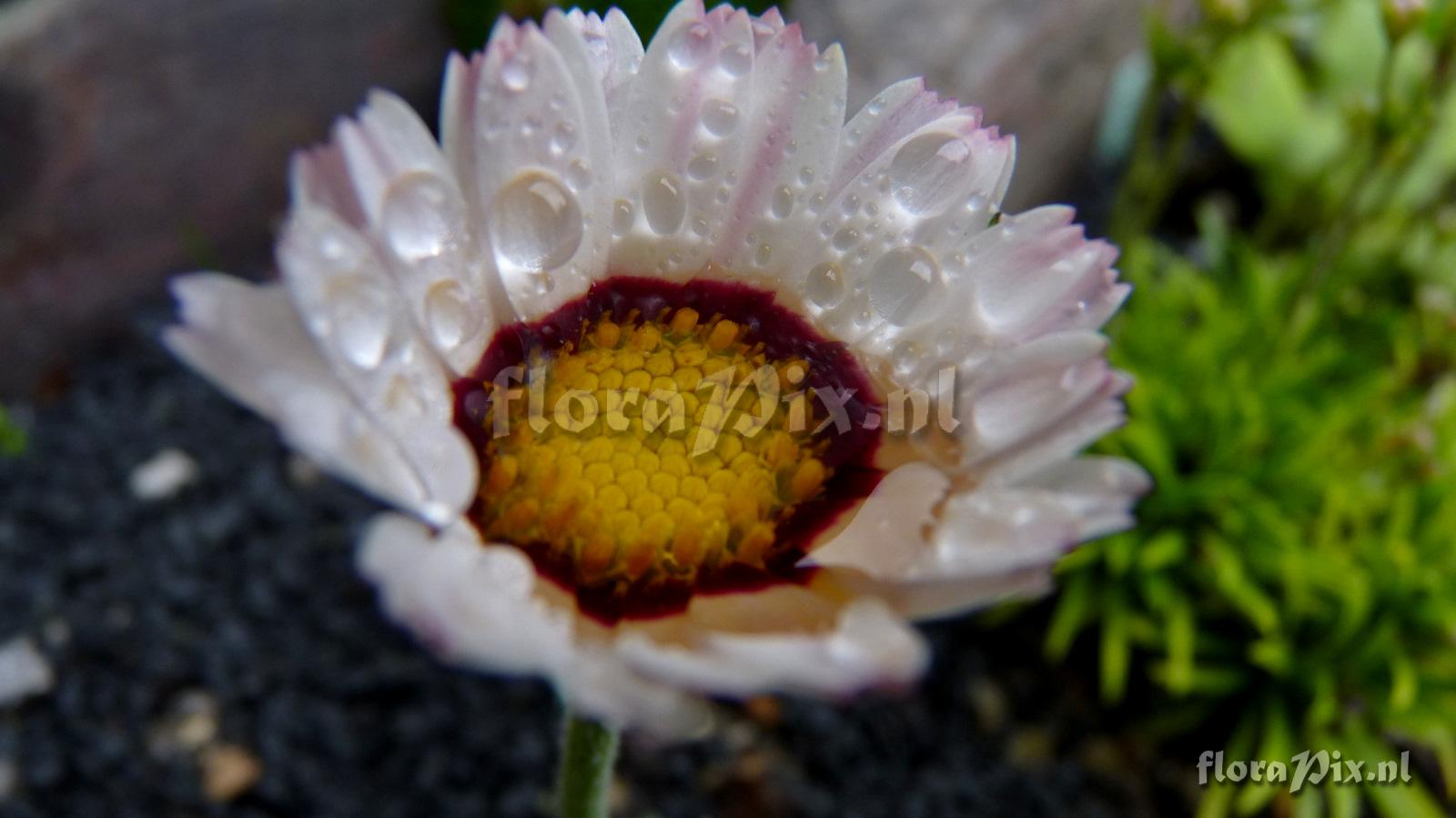 Chrysanthemum marwesii