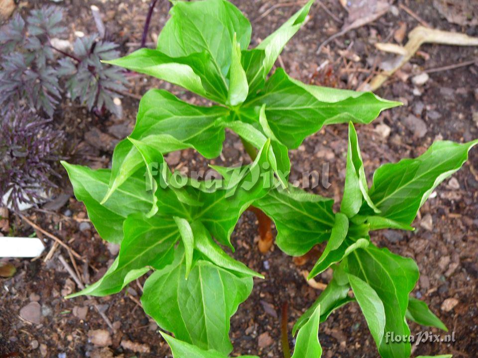 Trillium unknown species