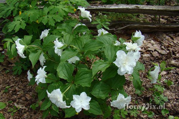 Trillium grandiflorum