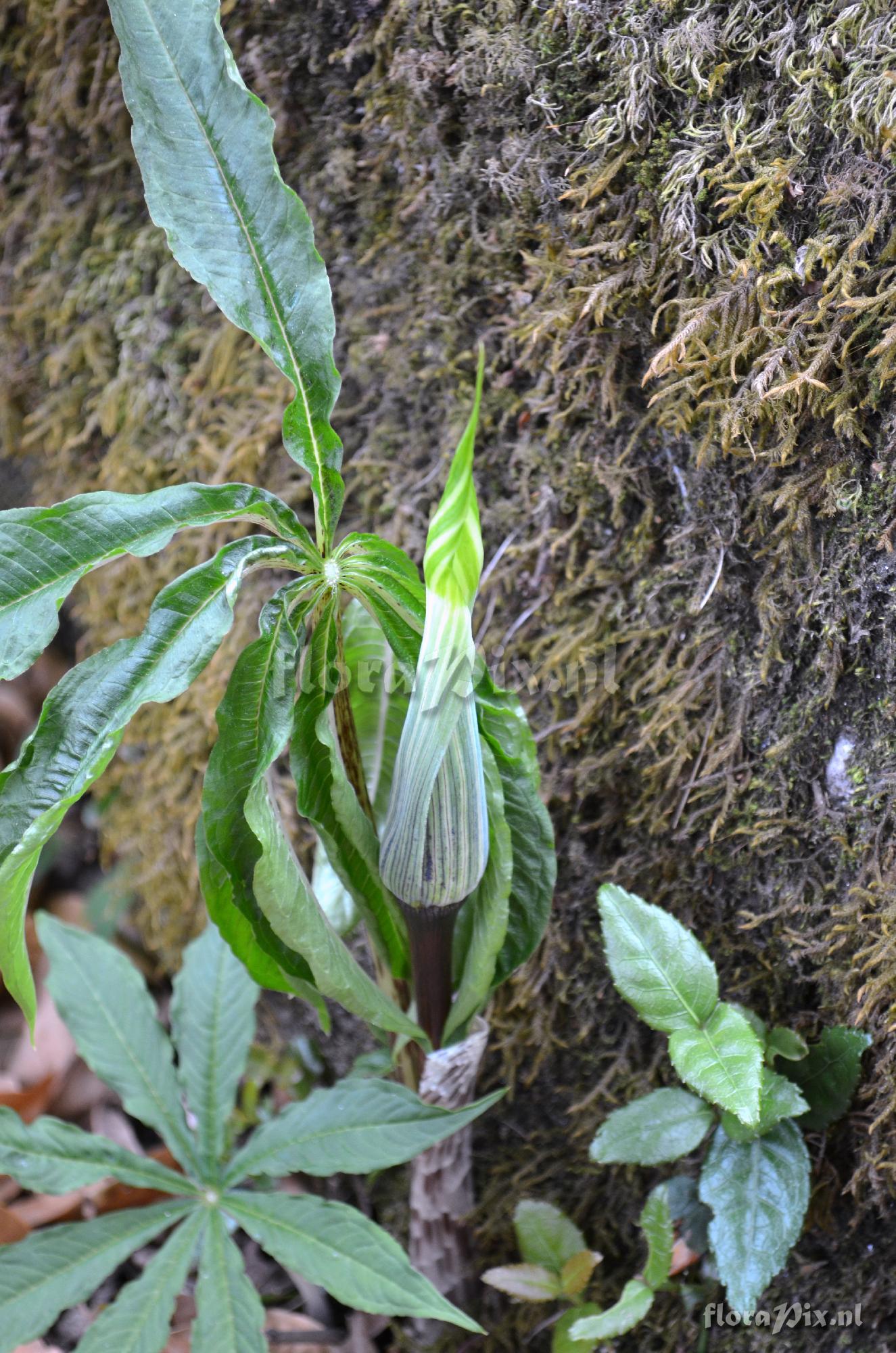 Arisaema exappendiculatum