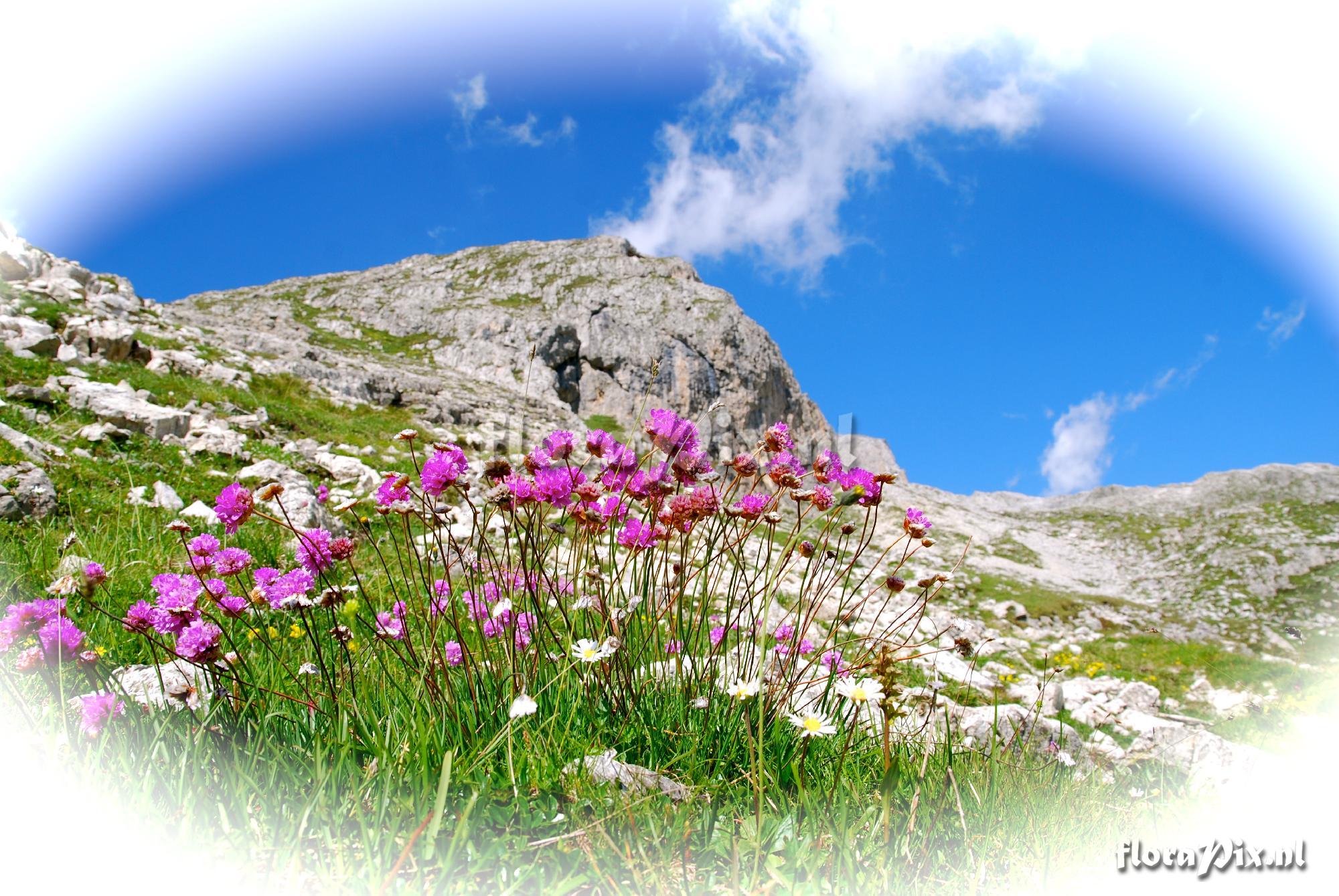 Armeria alpina