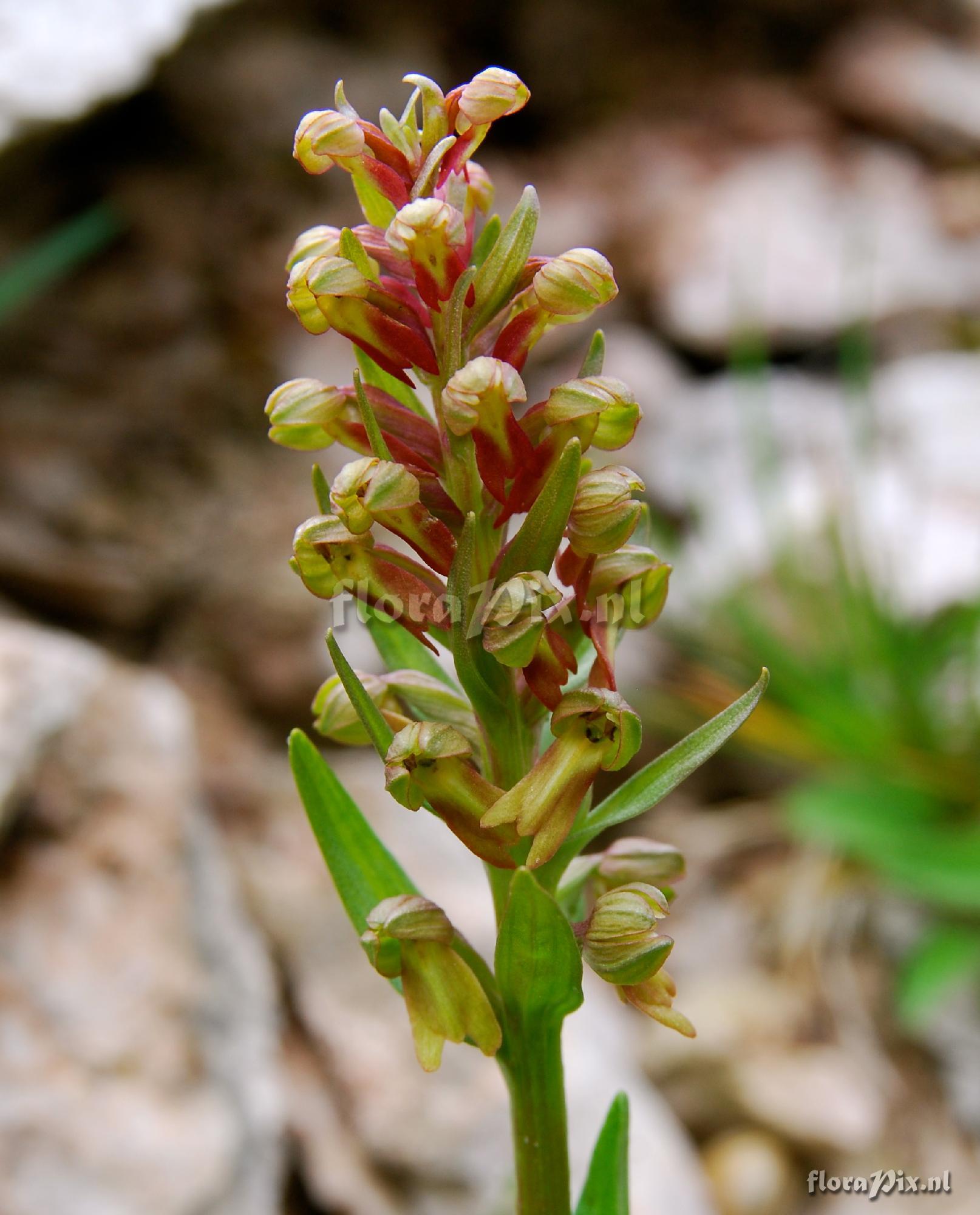 Coeloglossum viride