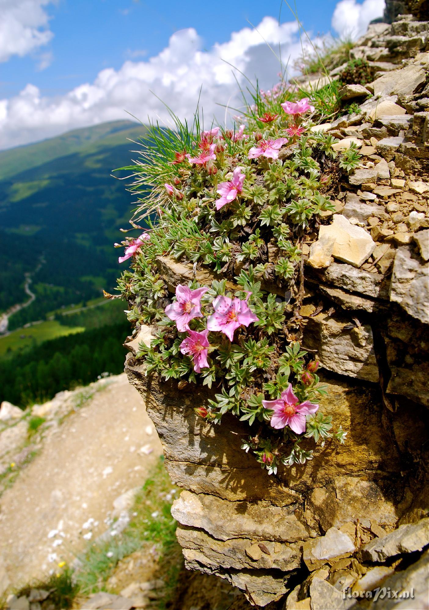 Potentilla nitida rubra