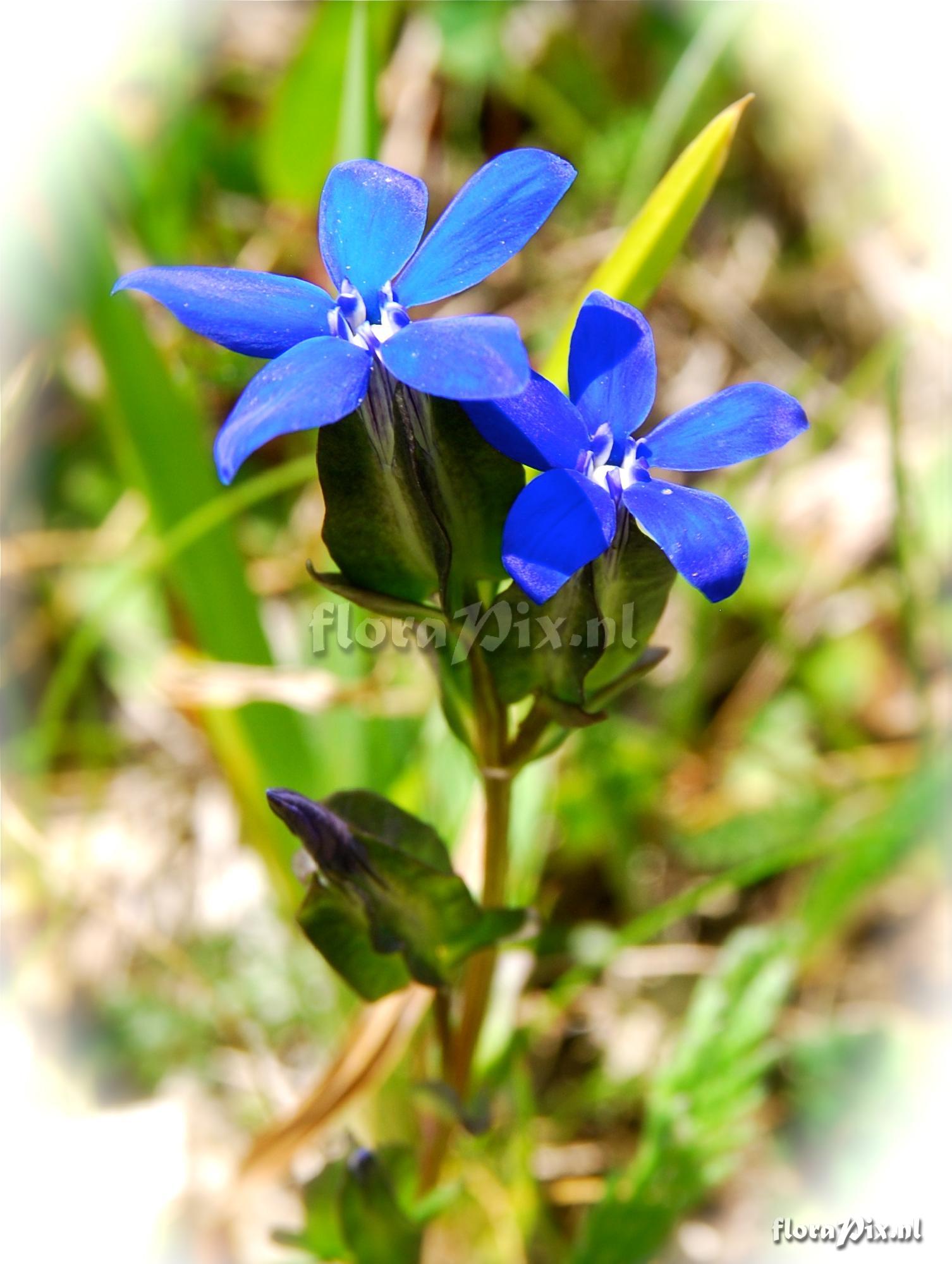 Gentiana utriculosa