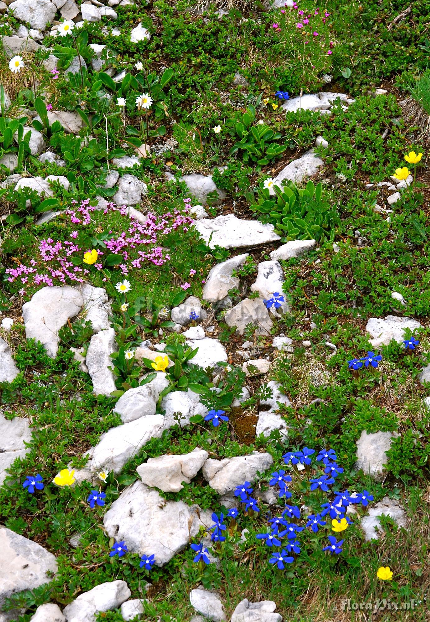 6 - Dolomites - abundance