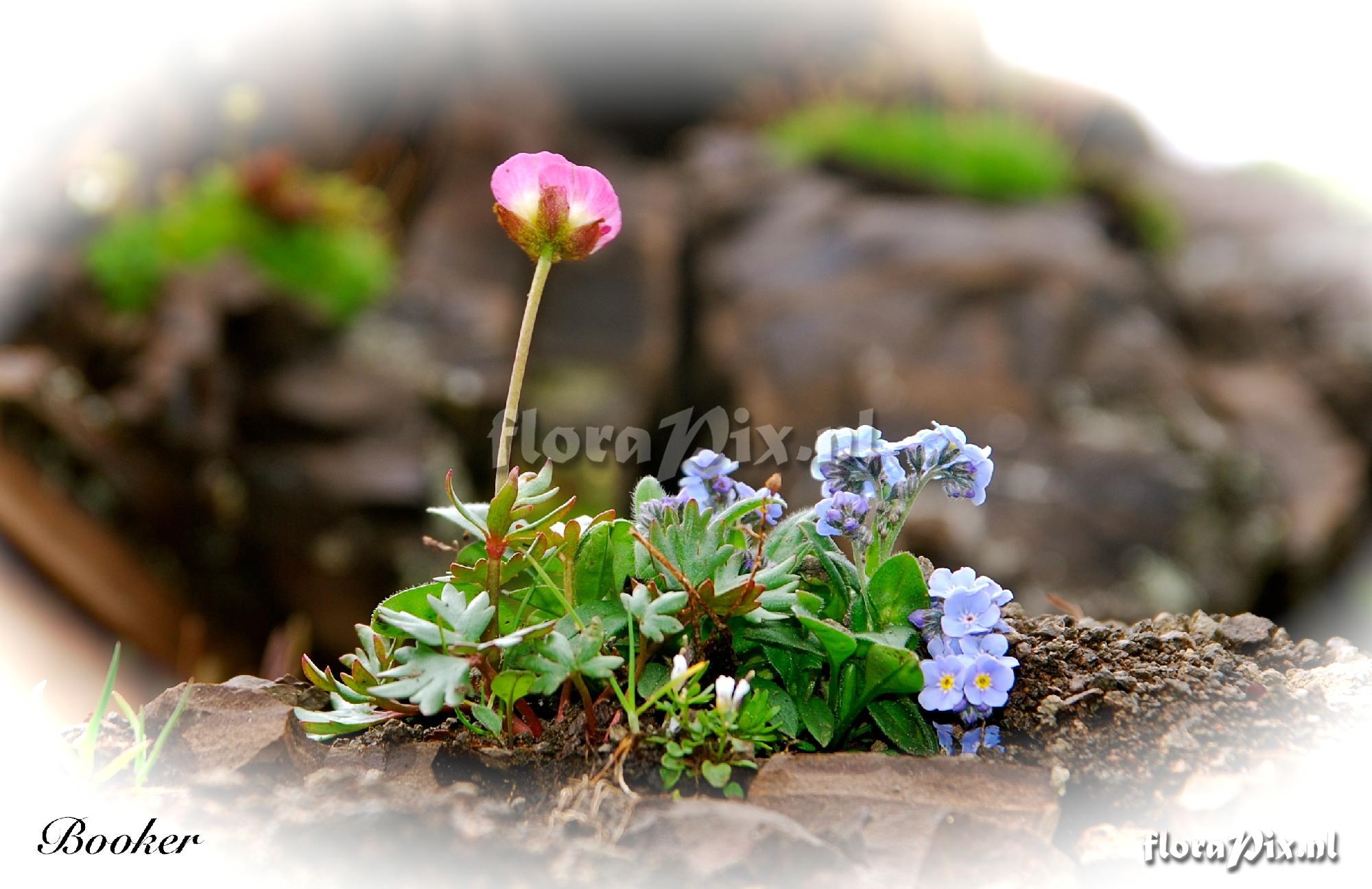 Ranunculus glacialis