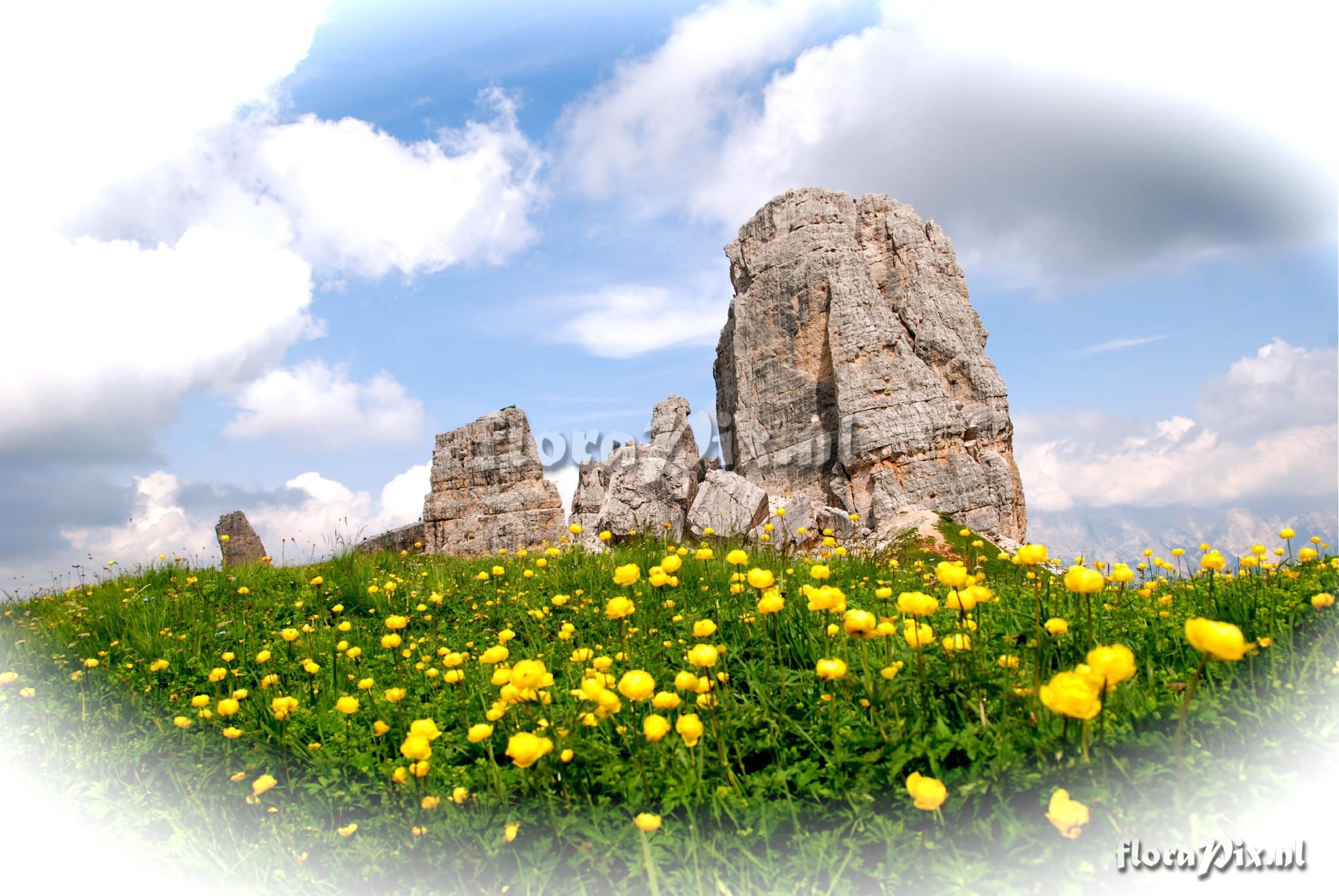 Trollius Europaeus (Globe Flower)