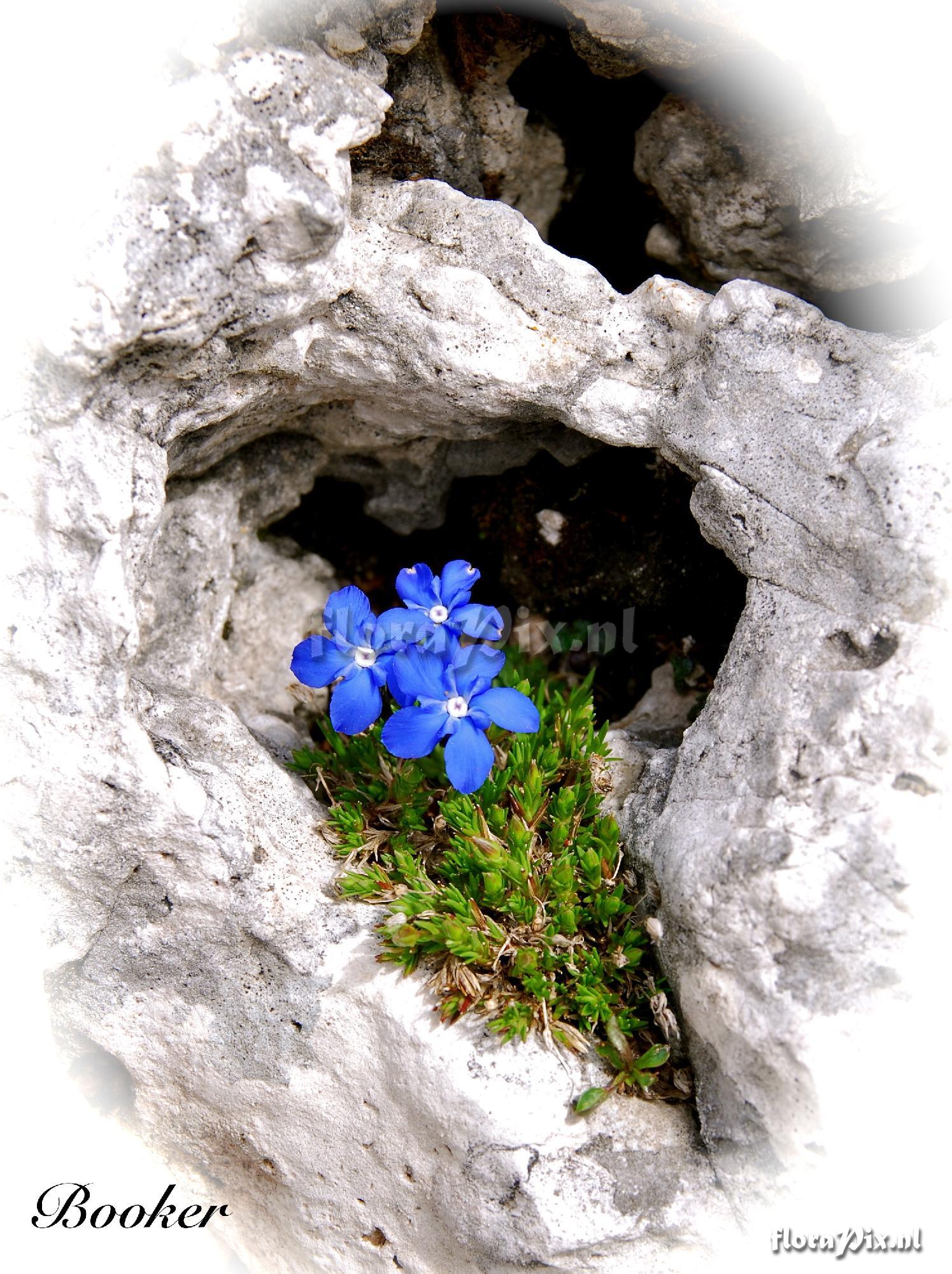 Gentian in hollow