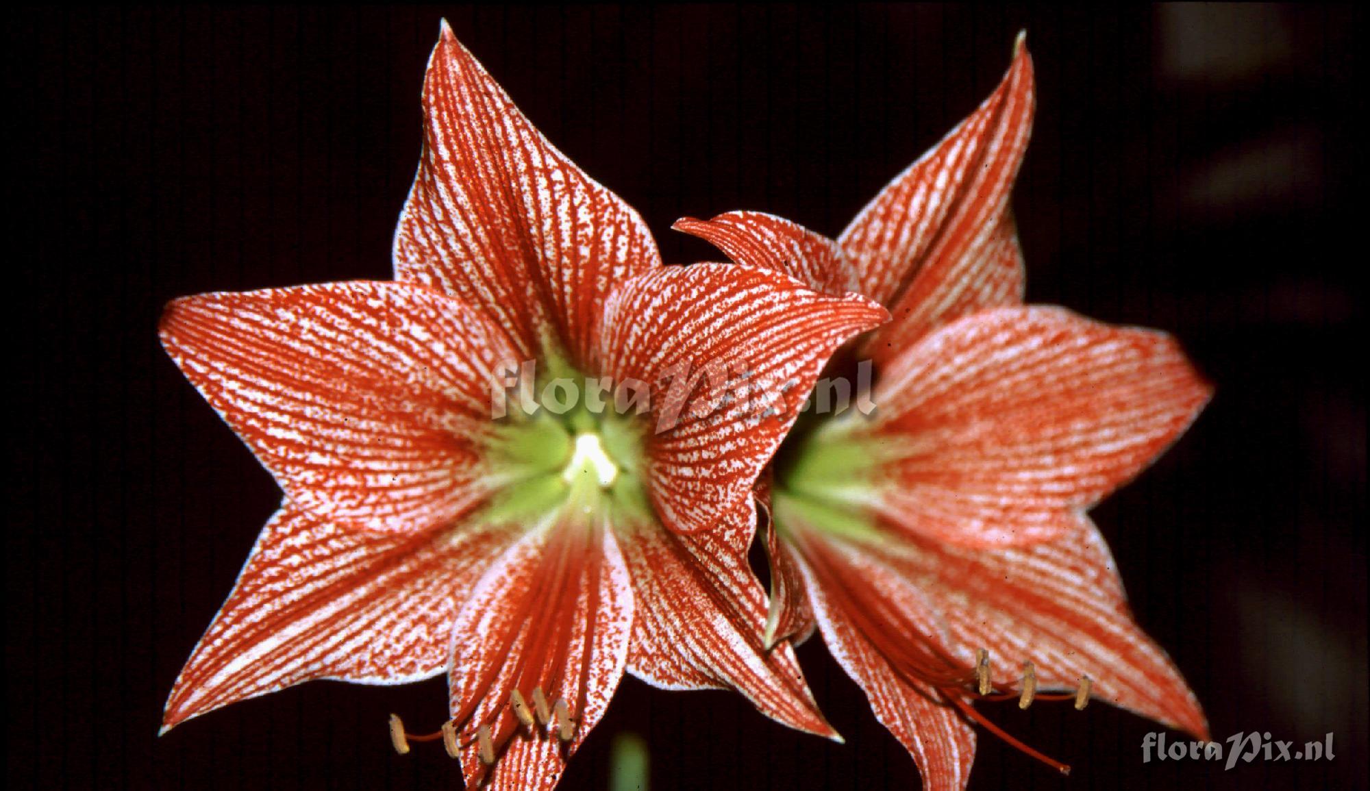 Hippeastrum 