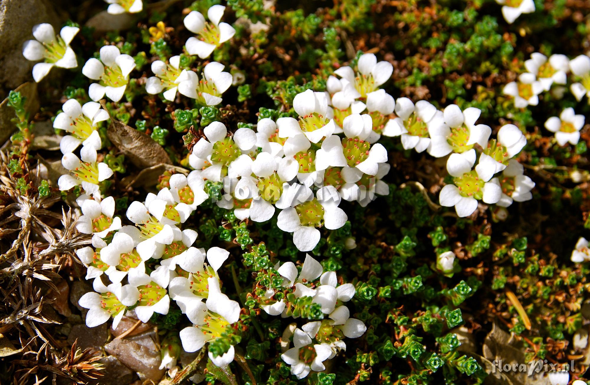 Saxifraga oppositifolia alba