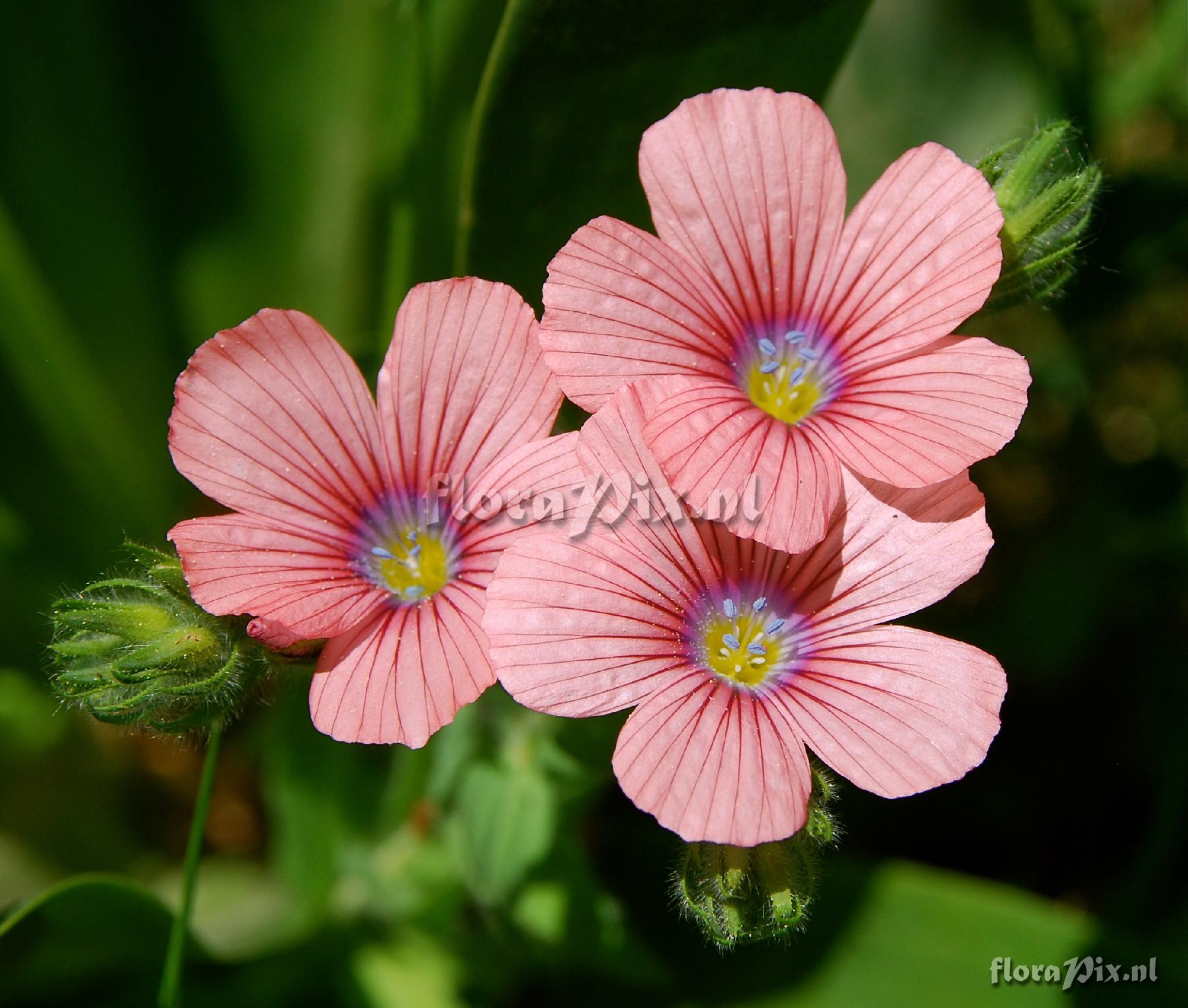 Linum pubescens