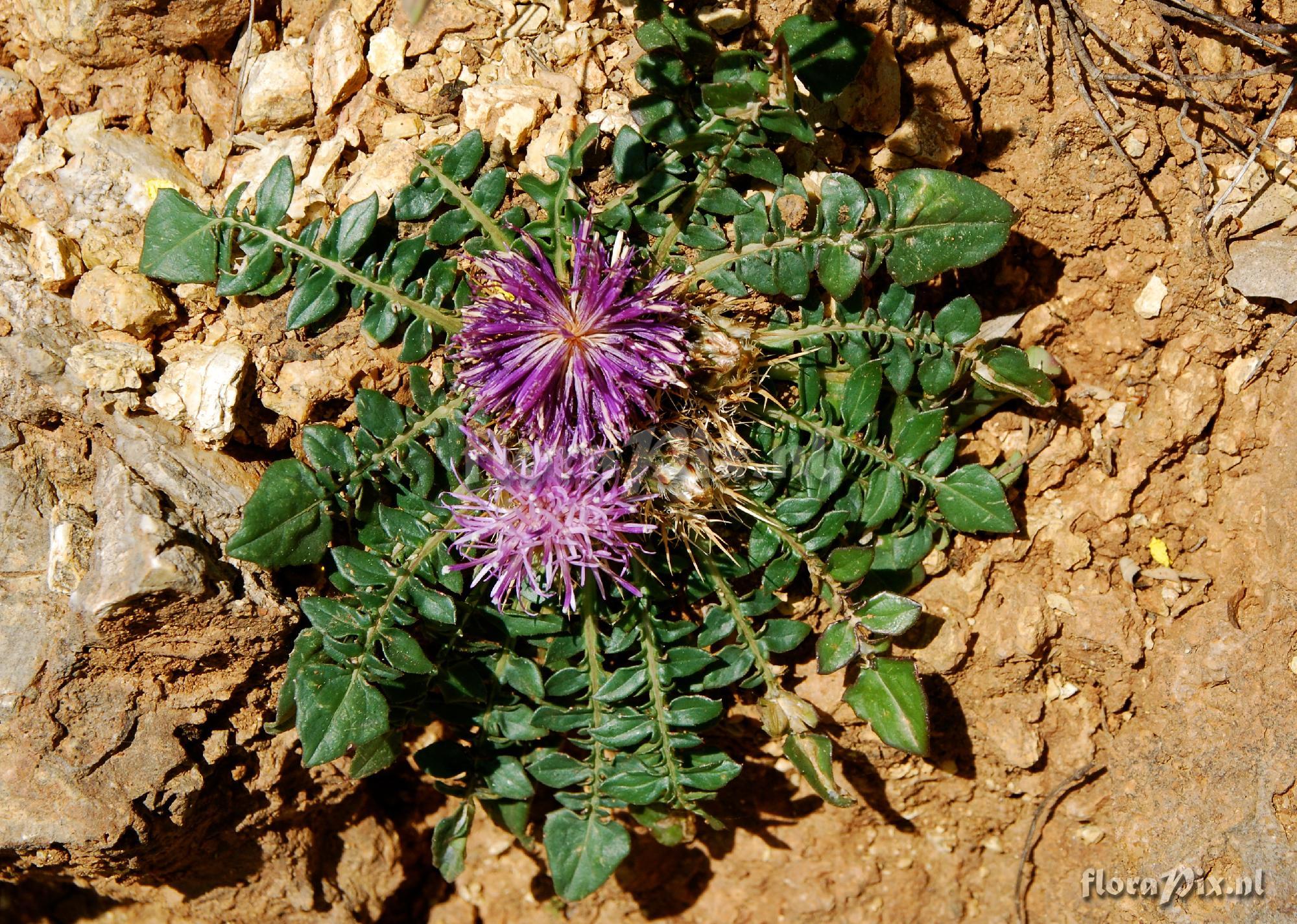 Centaurea raphanina