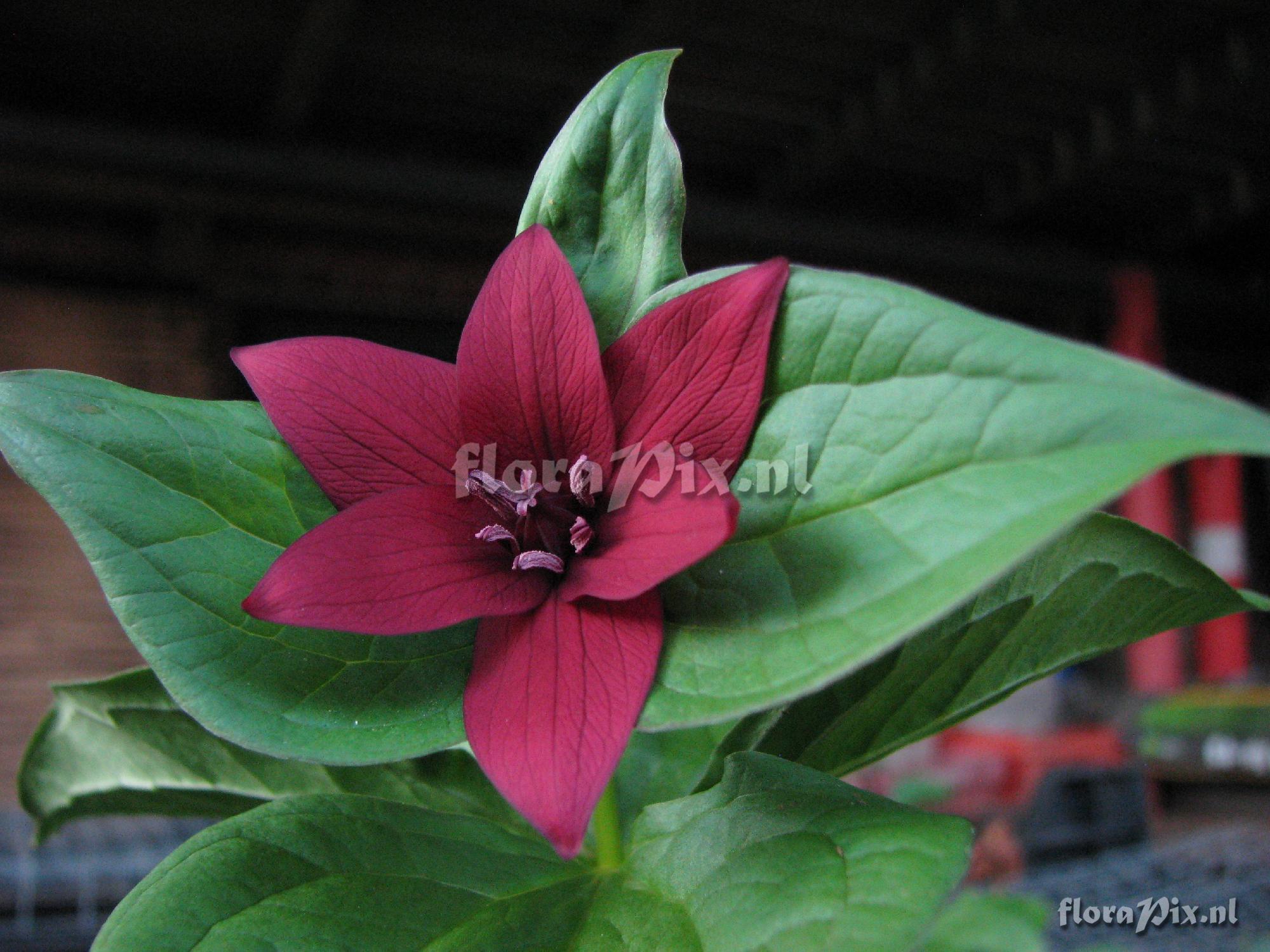 Trillium erectum