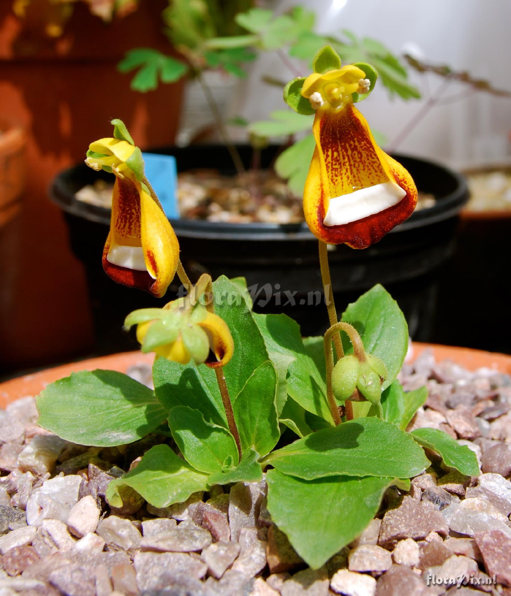 Calceolaria uniflora