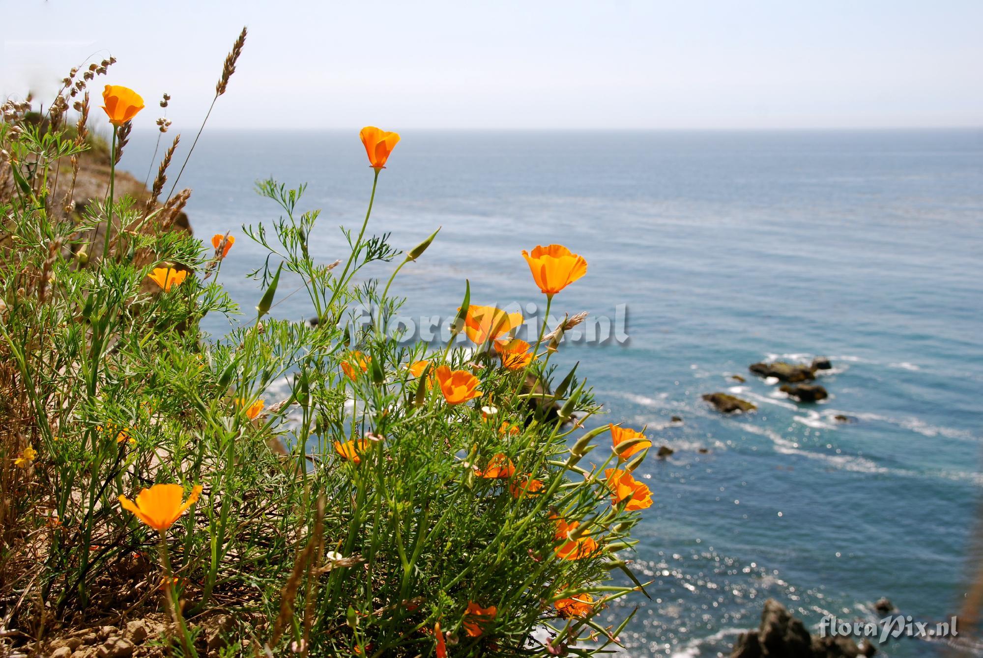 Eschscholzia californica