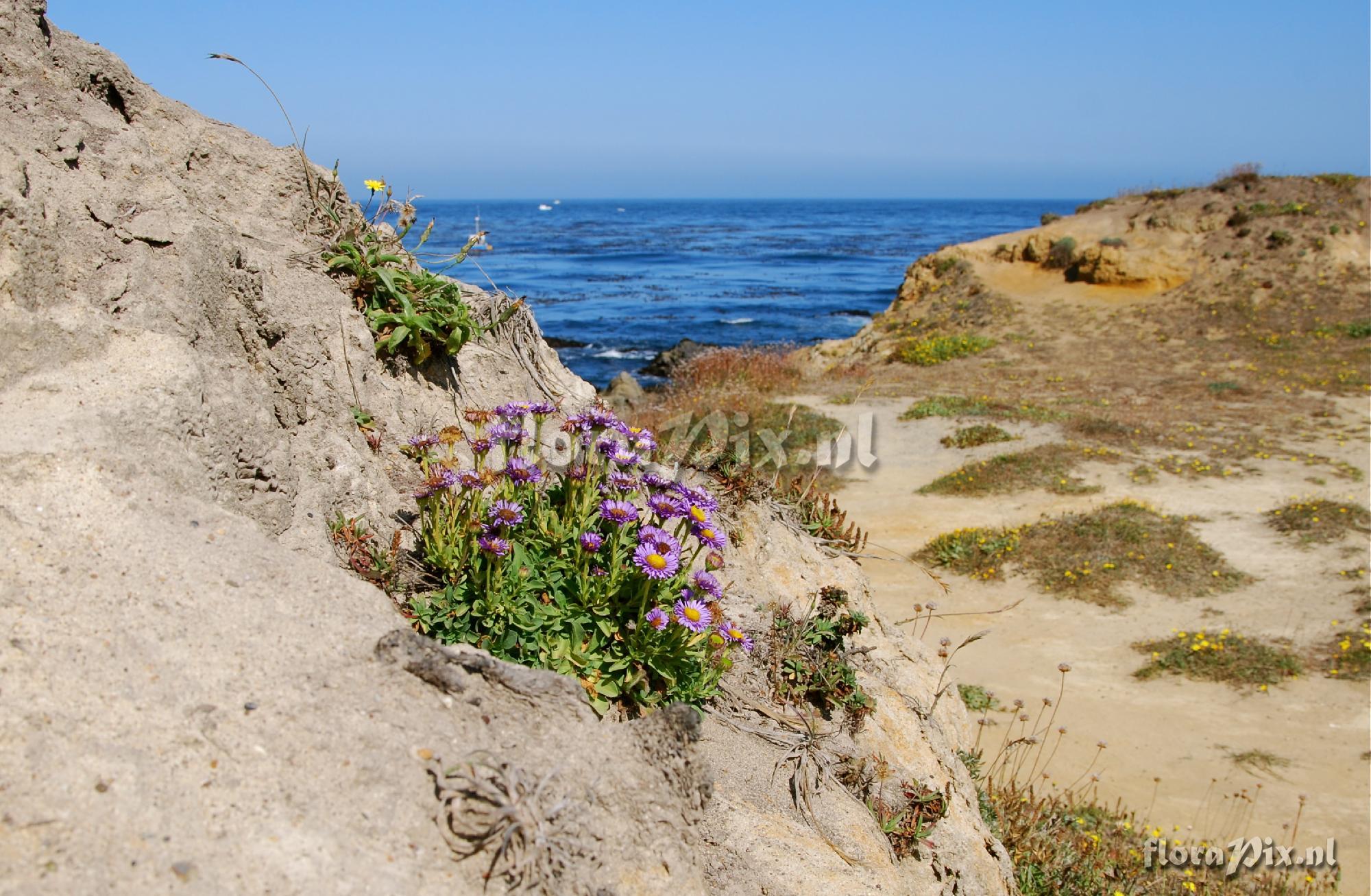 Erigeron glaucus