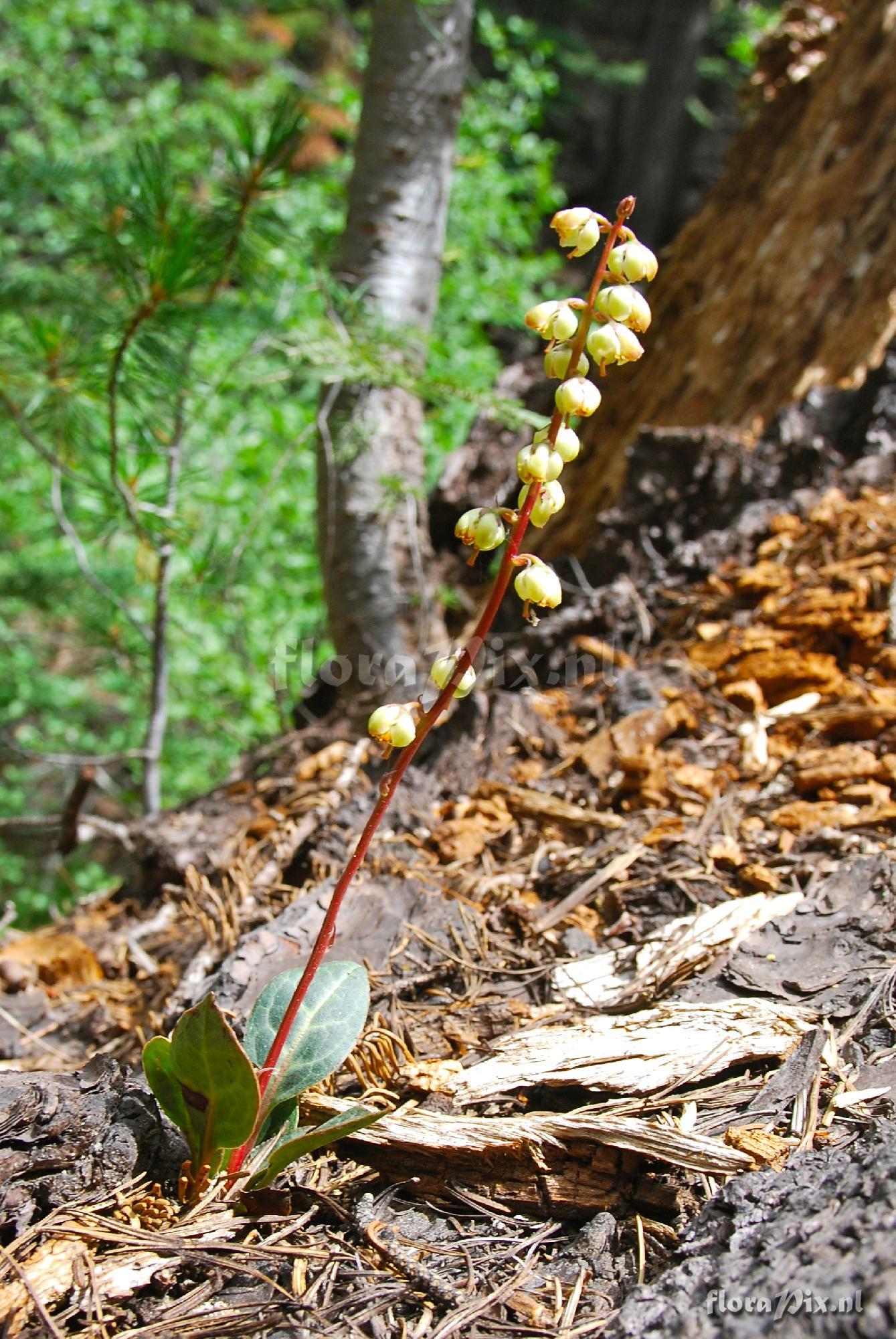 Pyrola picta