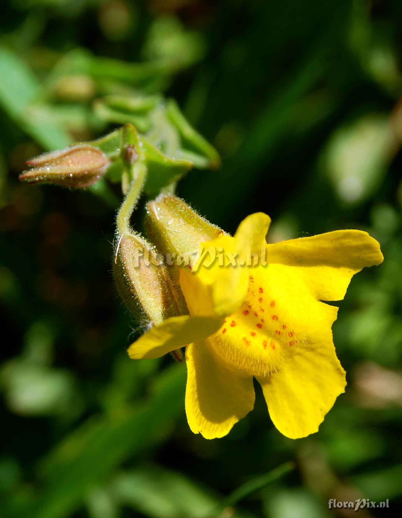 Mimulus guttatus