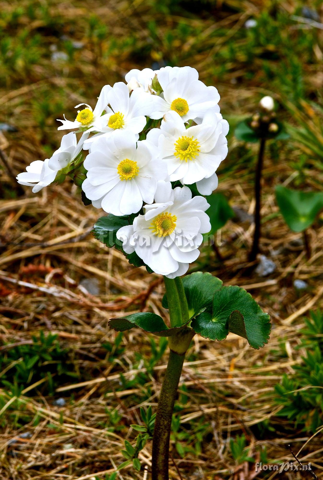 Ranunculus lyallii